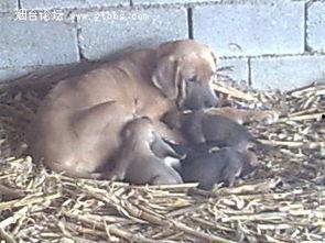 山狗 在线观看,在线惊悚冒险之旅